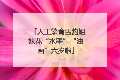 人工繁育雪豹姐妹花“水墨”“油画”六岁啦