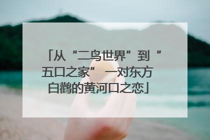 从“二鸟世界”到“五口之家” 一对东方白鹳的黄河口之恋