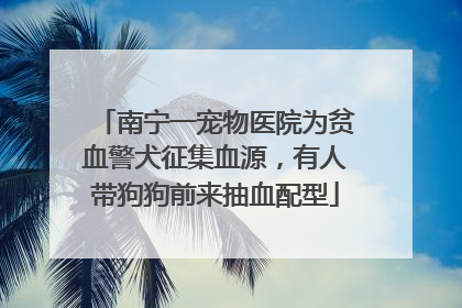 南宁一宠物医院为贫血警犬征集血源，有人带狗狗前来抽血配型