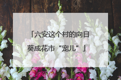 六安这个村的向日葵成花市“宠儿”