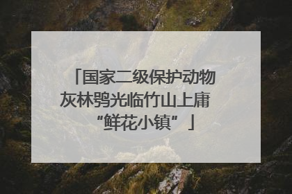 国家二级保护动物灰林鸮光临竹山上庸“鲜花小镇”