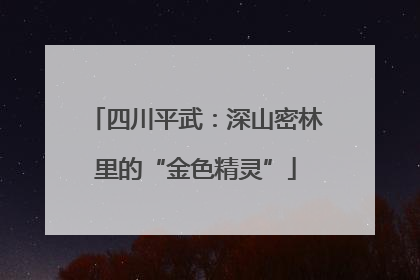 四川平武：深山密林里的“金色精灵”