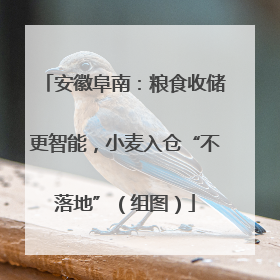 安徽阜南：粮食收储更智能，小麦入仓“不落地”（组图）