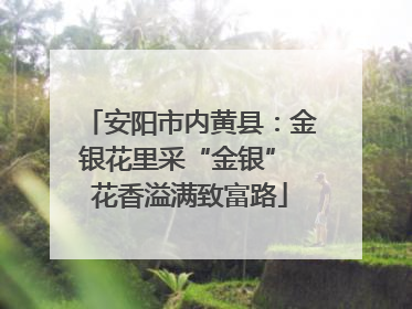 安阳市内黄县：金银花里采“金银” 花香溢满致富路