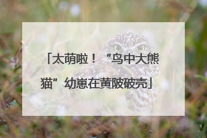 太萌啦！“鸟中大熊猫”幼崽在黄陂破壳