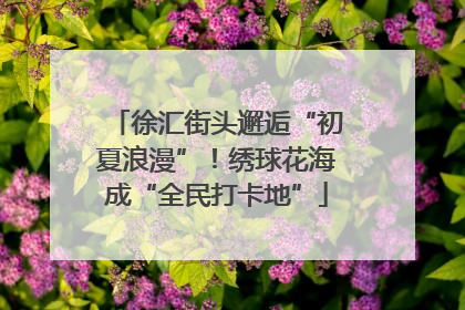 徐汇街头邂逅“初夏浪漫”！绣球花海成“全民打卡地”