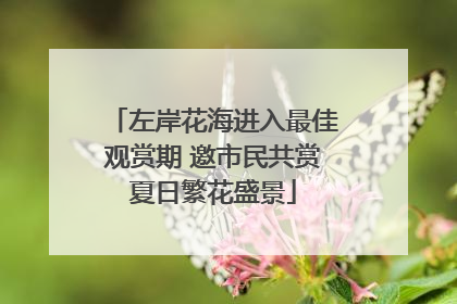 左岸花海进入最佳观赏期 邀市民共赏夏日繁花盛景