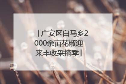 广安区白马乡2000余亩花椒迎来丰收采摘季