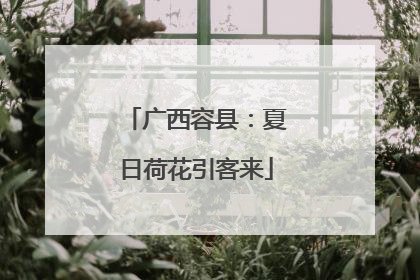 广西容县：夏日荷花引客来