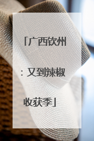 广西钦州：又到辣椒收获季