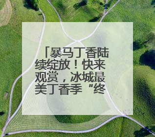 暴马丁香陆续绽放！快来观赏，冰城最美丁香季“终极大招”