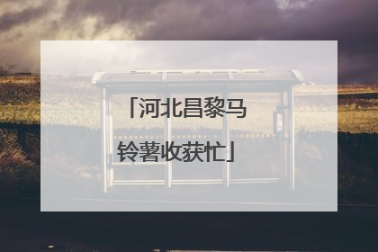 河北昌黎马铃薯收获忙