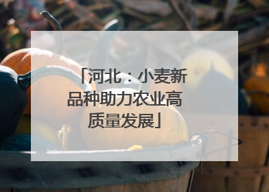 河北：小麦新品种助力农业高质量发展