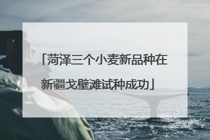 菏泽三个小麦新品种在新疆戈壁滩试种成功