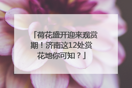 荷花盛开迎来观赏期！济南这12处赏花地你可知？