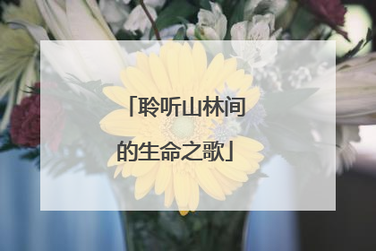 聆听山林间的生命之歌