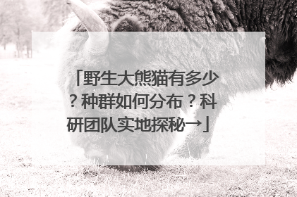 野生大熊猫有多少？种群如何分布？科研团队实地探秘→