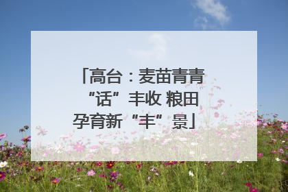 高台：麦苗青青“话”丰收 粮田孕育新“丰”景