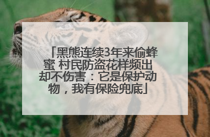 黑熊连续3年来偷蜂蜜 村民防盗花样频出却不伤害：它是保护动物，我有保险兜底